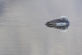 Red-throated diver (Gavia stellata) resting on the water, Aventdalen, Longyearbyen, Spitsbergen,