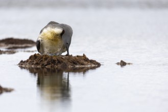 Red-throated diver (Gavia stellata) turning eggs in the nest, Aventdalen, Longyearbyen,