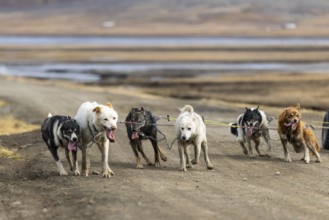 Husky (Canidae) pulling a scooter sled, Aventdalen, Longyearbyen, Spitsbergen, Svalbard