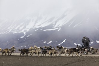 Husky (Canidae) pulling a sled with wheels, Aventdalen, Longyearbyen, Spitsbergen, Svalbard