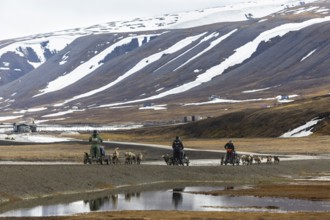 Husky (Canidae) pulling sledges with wheels, Aventdalen, Longyearbyen, Spitsbergen, Svalbard