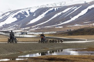 Husky (Canidae) pulling a scooter sled, Aventdalen, Longyearbyen, Spitsbergen, Svalbard