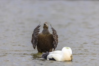 Eider duck (Somateria mollissima), hen grooming her feathers, duck birds (Anatidae), Aventdalen,