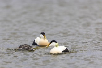Eider duck (Somateria mollissima), hen with drake during mating behaviour, duck birds (Anatidae),