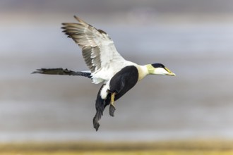 Eider duck (Somateria mollissima), drake flying, duck birds (Anatidae), Aventdalen, Longyearbyen,