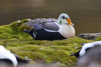 Common Eider (Somateria mollissima), drake sitting on land, duck birds (Anatidae), Aventdalen,