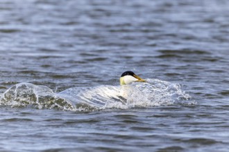Common eider (Somateria mollissima), drake landing in the water, Aventdalen, Longyearbyen,