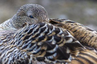 Eider duck (Somateria mollissima), hen, portrait, duck birds (Anatidae), Aventdalen, Longyearbyen,