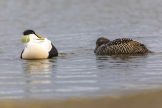 Eider duck (Somateria mollissima), hen with drake, duck birds (Anatidae), Aventdalen, Longyearbyen,