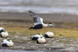 Common Eider (Somateria mollissima), drake in flight, duck birds (Anatidae), Aventdalen,