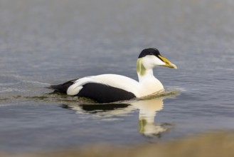 Common Eider (Somateria mollissima), drake swimming on the water, reflection, duck birds
