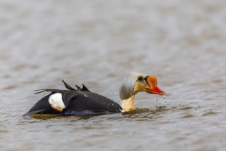 Common Eider (Somateria spectabilis), drake swimming on the water, reflection, duck birds