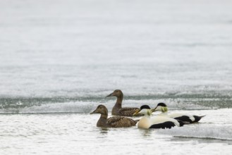 Eider duck (Somateria mollissima), group swimming at the ice edge, duck birds (Anatidae),