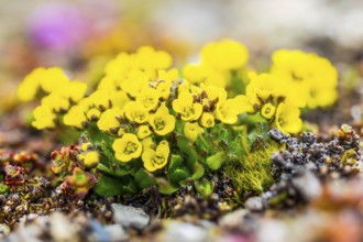 Draba, Brassiacaceae, Spitsbergen, Svalbard