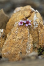 Red saxifrage (Saxifraga oppositifolia), saxifrage family (Saxifragaceae), Jotunkjeldene,
