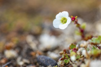 Saxifraga cernua (Saxifraga cernua), Saxifragaceae, Bamsebu, Spitsbergen, Svalbard