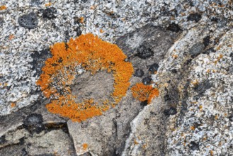 (Caloplaca biatorina), lichen, stone, Spitsbergen, Svalbard