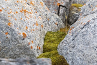 (Caloplaca biatorina), lichen, rock, moss, Spitsbergen, Svalbard