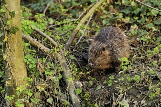 Eurasian beaver, European beaver (Castor fibre), eating leaves on the bank of a stream, Canton Zug,