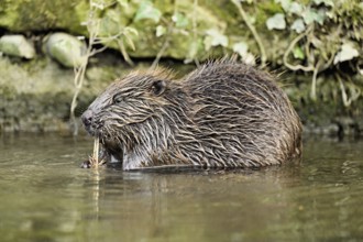Eurasian beaver, European beaver (Castor fibre), eating grass in the water, Canton Zug, Switzerland
