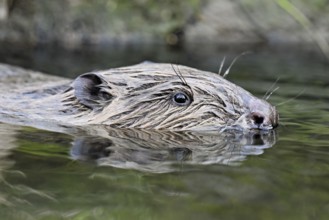 Eurasian beaver, European beaver (Castor fibre), swimming in a stream, Canton Zug, Switzerland