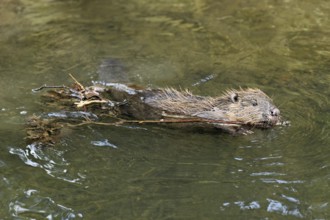 Eurasian beaver, European beaver (Castor fibre), swimming in a stream with a branch in its mouth,