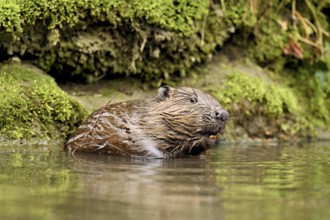 Eurasian beaver, European beaver (Castor fibre), sitting in water, Canton Zug, Switzerland