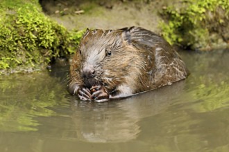 Eurasian beaver, European beaver (Castor fibre), eating an acorn in the water, Canton Zug,