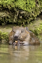 Eurasian beaver, European beaver (Castor fibre), eating an acorn in the water, Canton Zug,