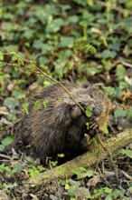 Eurasian beaver, European beaver (Castor fibre), eating leaves on the bank of a stream, Canton Zug,