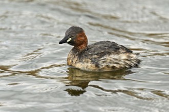 Red-breasted merganser (Mergellus albellus), adult swimming, Flachsee nature reserve, Canton