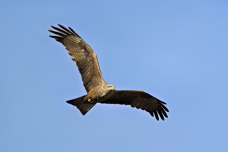 Black Kite (Milvus migrans), in flight, lower view, Flachsee nature reserve, Freiamt, Canton