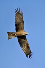 Black Kite (Milvus migrans), in flight, lower view, Flachsee nature reserve, Freiamt, Canton