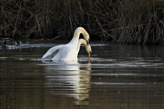 Mute swans (Cygnus olor), mating, copula, Flachsee nature reserve, Freiamt, Canton Aargau,