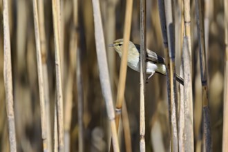 Willow Warbler (Phylloscopus trochilus), male sitting in reeds, Flachsee nature reserve, Freiamt,