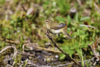 Willow Warbler (Phylloscopus trochilus), male sitting on a branch, Flachsee nature reserve,