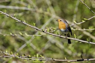 Robin (Erithacus rubecula), sitting on a branch, Flachsee nature reserve, Freiamt, Canton Aargau,