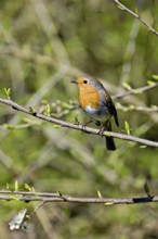 Robin (Erithacus rubecula), sitting on a branch, Flachsee nature reserve, Freiamt, Canton Aargau,