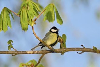 Great Tit (Parus major), singing on a branch, Flachsee nature reserve, Freiamt, Canton Aargau,