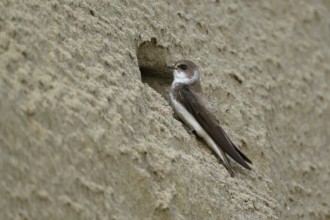 Sand martin (Riparia riparia), sitting on a steep sand wall in front of its breeding tube, Reussegg