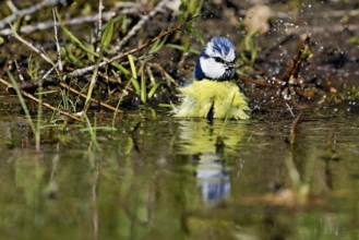 Blue tit (Cyanistes caeruleus) bathing in the shallow water of a stream, Flachsee nature reserve,