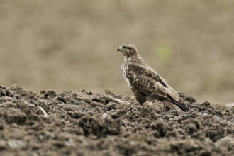 Common buzzard (Buteo buteo), standing in a field, Flachsee nature reserve, Freiamt, Canton Aargau,