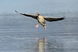 Greylag goose (Anser anser), approaching the water, Flachsee, Canton Aargau, Switzerland