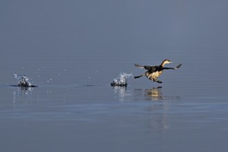 Red-breasted merganser (Mergellus albellus), adult animal walking over water, Flachsee nature