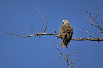 Black Kite (Milvus migrans), sitting on a branch, Flachsee nature reserve, Freiamt, Canton Aargau,