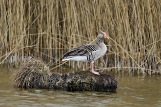 Greylag goose (Anser anser), standing on a rootstock, Flachsee nature reserve, Freiamt, Canton