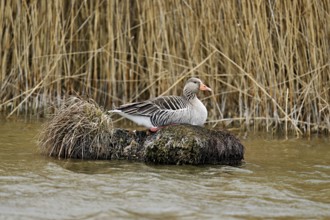 Greylag goose (Anser anser), sitting on a rootstock, Flachsee nature reserve, Freiamt, Canton
