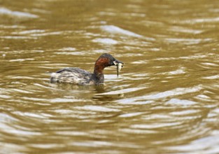 Red-breasted merganser (Mergellus albellus), adult swimming with fish in its beak, Flachsee nature