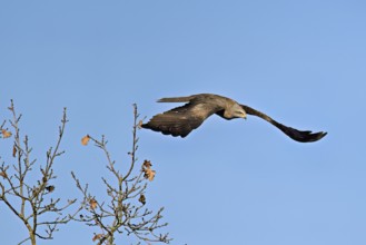 Black Kite (Milvus migrans), in flight, Flachsee nature reserve, Freiamt, Canton Aargau,