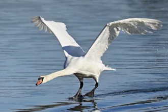 Mute swan (Cygnus olor), on landing approach, Flachsee nature reserve, Freiamt, Canton Aargau,